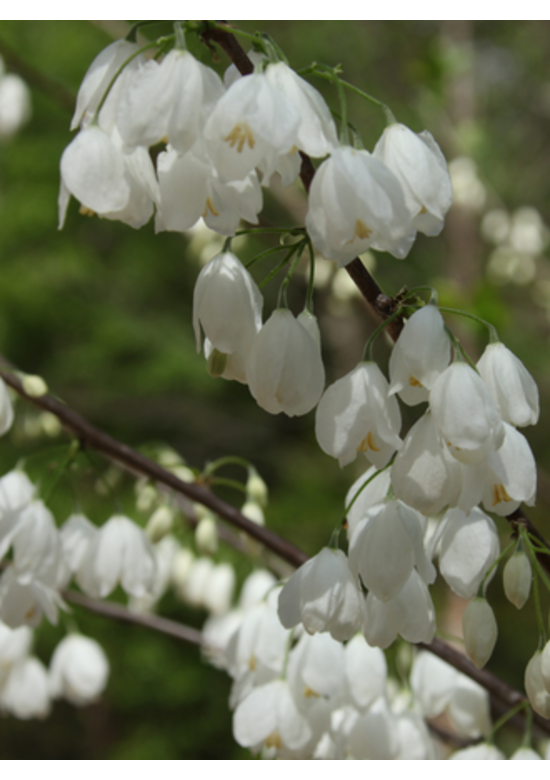 Kleiner Schneeglöckchenbaum | Halesia carolina Kleiner Schneeglöckchenbaum | Halesia carolina