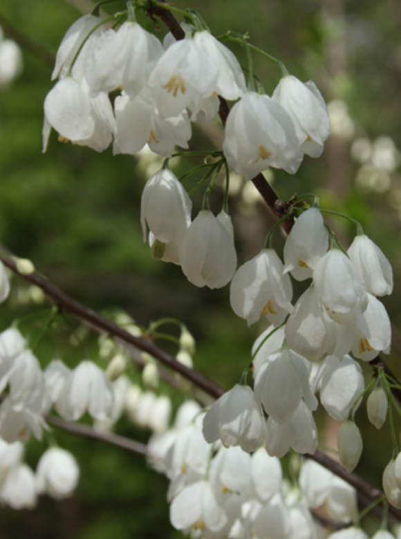 Kleiner Schneeglöckchenbaum | Halesia carolina Kleiner Schneeglöckchenbaum | Halesia carolina