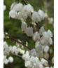 Kleiner Schneeglöckchenbaum | Halesia carolina Kleiner Schneeglöckchenbaum | Halesia carolina