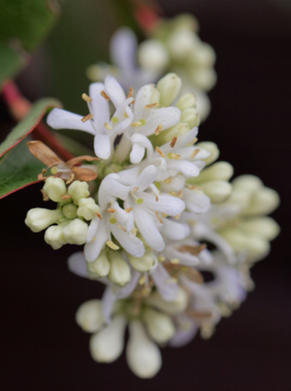 Kleiner Sieben Söhne des Himmels Strauch | Heptacodium miconioides Kleiner Sieben Söhne des Himmels Strauch | Heptacodium miconioides