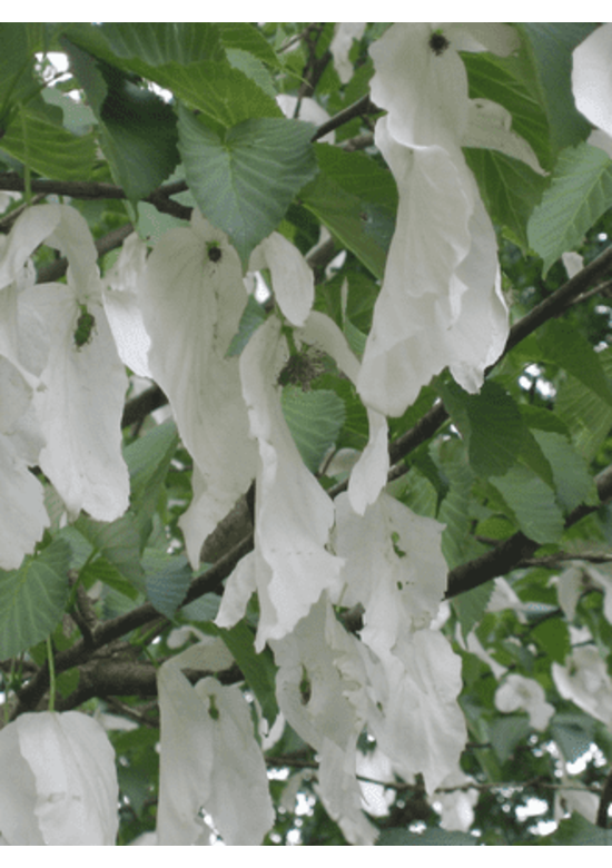 Kleiner Taschentuchbaum | Davidia involucrata
