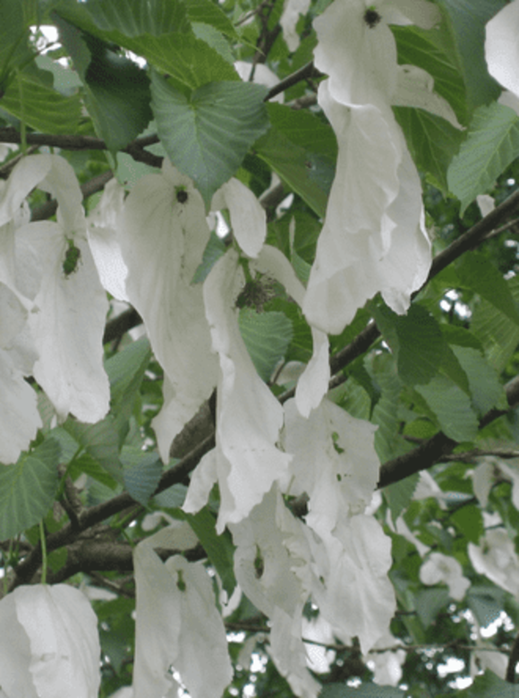 Kleiner Taschentuchbaum | Davidia involucrata Kleiner Taschentuchbaum | Davidia involucrata