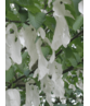 Kleiner Taschentuchbaum | Davidia involucrata