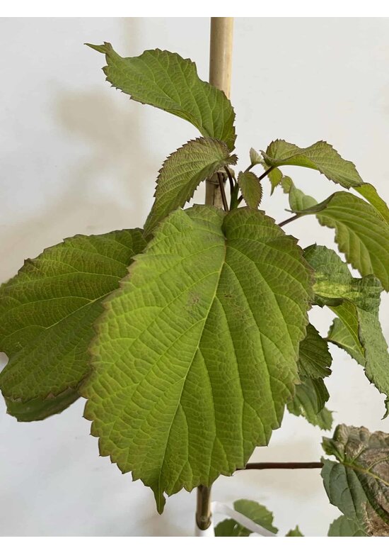Kleiner Taschentuchbaum | Davidia involucrata