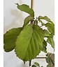 Kleiner Taschentuchbaum | Davidia involucrata