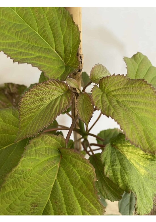 Kleiner Taschentuchbaum | Davidia involucrata