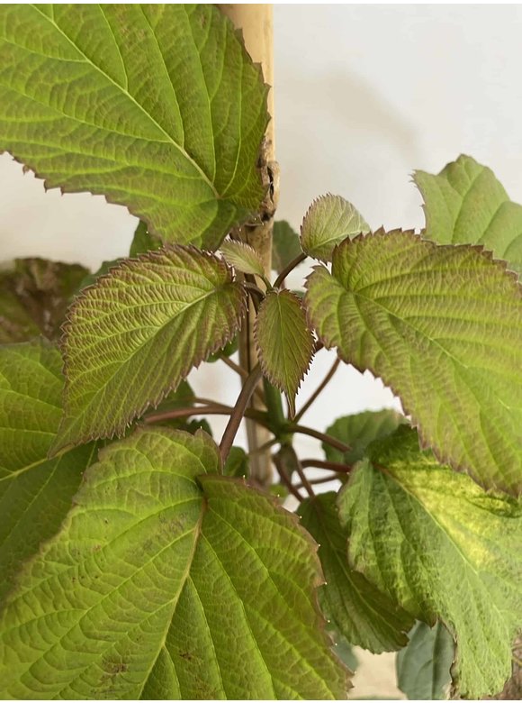 Kleiner Taschentuchbaum | Davidia involucrata Kleiner Taschentuchbaum | Davidia involucrata