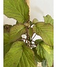 Kleiner Taschentuchbaum | Davidia involucrata
