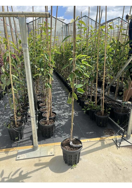 Kleiner Felsenbirne 'Robin Hill' | Amelanchier arborea 'Robin Hill'