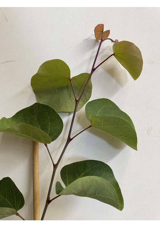 Kleiner Gemeiner Judasbaum | Cercis siliquastrum Kleiner Gemeiner Judasbaum | Cercis siliquastrum