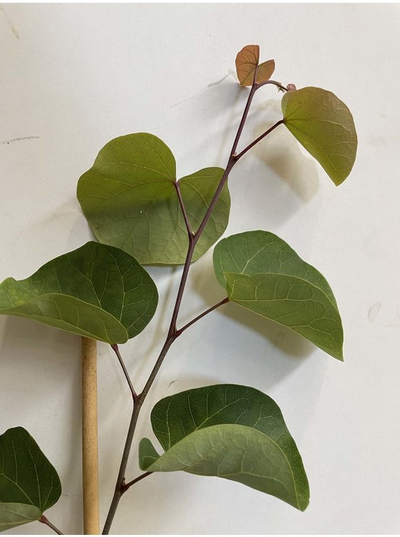 Kleiner Gemeiner Judasbaum | Cercis siliquastrum Kleiner Gemeiner Judasbaum | Cercis siliquastrum