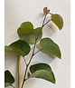 Kleiner Gemeiner Judasbaum | Cercis siliquastrum Kleiner Gemeiner Judasbaum | Cercis siliquastrum