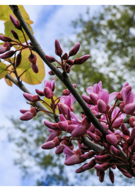Kleiner Gemeiner Judasbaum | Cercis siliquastrum Kleiner Gemeiner Judasbaum | Cercis siliquastrum