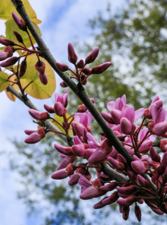 Kleiner Gemeiner Judasbaum | Cercis siliquastrum Kleiner Gemeiner Judasbaum | Cercis siliquastrum