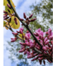 Kleiner Gemeiner Judasbaum | Cercis siliquastrum Kleiner Gemeiner Judasbaum | Cercis siliquastrum