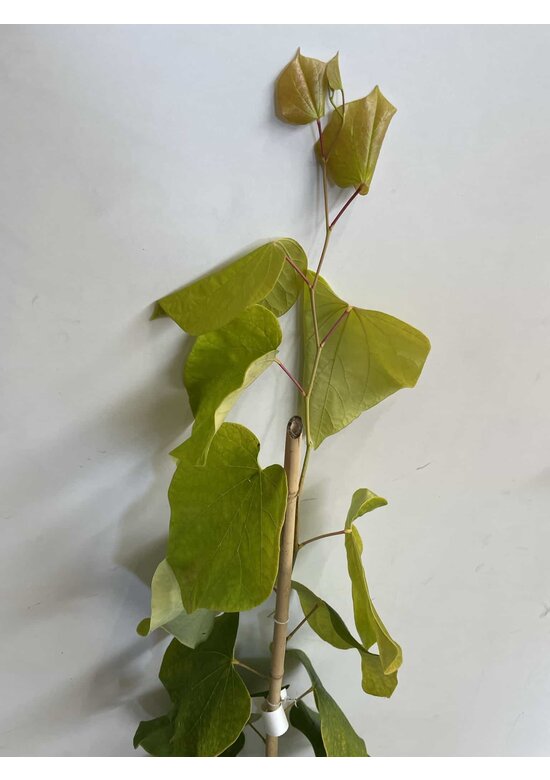 Kleiner Kanadischer Judasbaum 'Hearts of Gold' | Cercis canadensis 'Hearts of Gold'