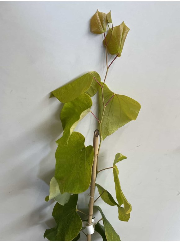 Kleiner Kanadischer Judasbaum 'Hearts of Gold' | Cercis canadensis 'Hearts of Gold' Kleiner Kanadischer Judasbaum 'Hearts of Gold' | Cercis canadensis 'Hearts of Gold'