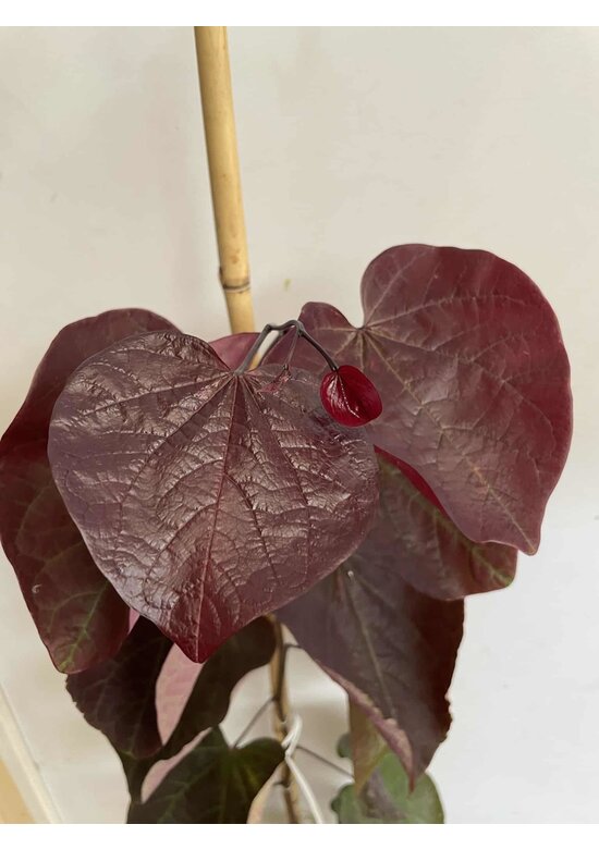 Kleiner Kanadischer Judasbaum 'Forest Pansy' | Cercis canadensis 'Forest Pansy' Kleiner Kanadischer Judasbaum 'Forest Pansy' | Cercis canadensis 'Forest Pansy'