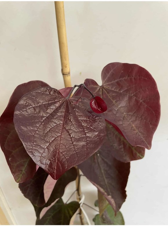 Kleiner Kanadischer Judasbaum 'Forest Pansy' | Cercis canadensis 'Forest Pansy' Kleiner Kanadischer Judasbaum 'Forest Pansy' | Cercis canadensis 'Forest Pansy'