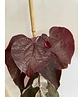 Kleiner Kanadischer Judasbaum 'Forest Pansy' | Cercis canadensis 'Forest Pansy' Kleiner Kanadischer Judasbaum 'Forest Pansy' | Cercis canadensis 'Forest Pansy'