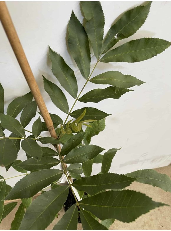 Kleiner Pekannussbaum | Carya illinoinensis Kleiner Pekannussbaum | Carya illinoinensis