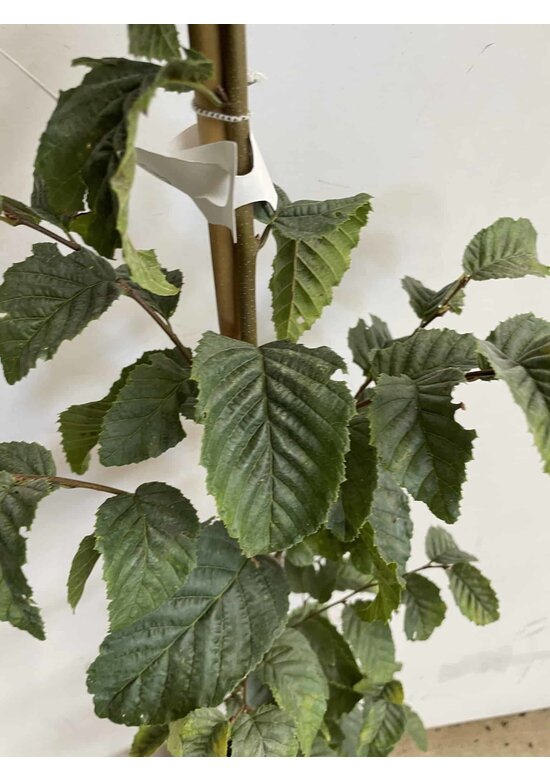 Kleiner Hainbuche 'Frans Fontaine' | Carpinus betulus 'Frans Fontaine'