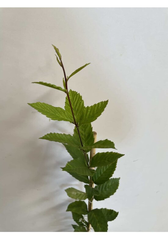 Kleiner Pyramiden Hainbuche 'Fastigiata' | Carpinus betulus Fastigiata Kleiner Pyramiden Hainbuche 'Fastigiata' | Carpinus betulus Fastigiata