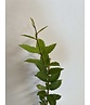 Kleiner Pyramiden Hainbuche 'Fastigiata' | Carpinus betulus Fastigiata Kleiner Pyramiden Hainbuche 'Fastigiata' | Carpinus betulus Fastigiata