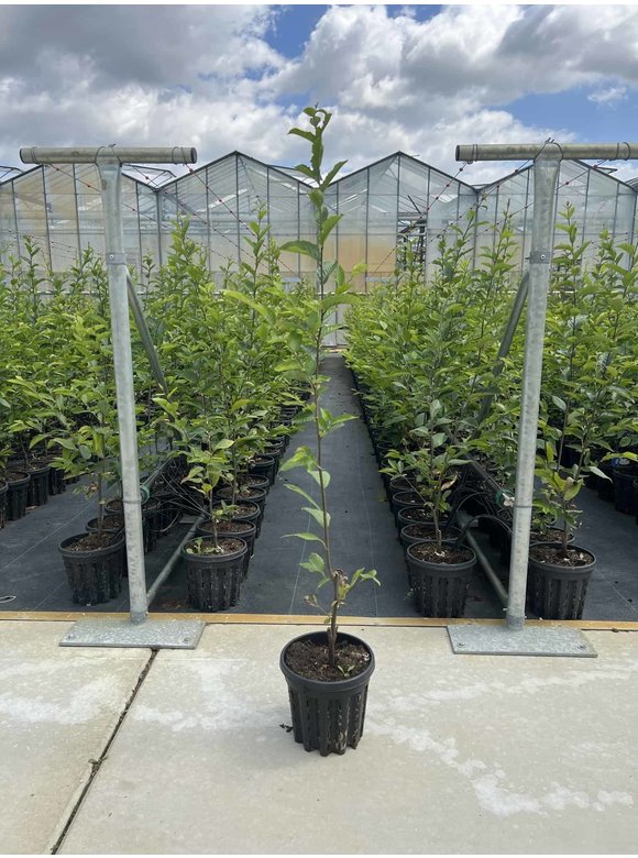 Kleiner Pyramiden Hainbuche 'Fastigiata' | Carpinus betulus Fastigiata Kleiner Pyramiden Hainbuche 'Fastigiata' | Carpinus betulus Fastigiata