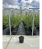 Kleiner Pyramiden Hainbuche 'Fastigiata' | Carpinus betulus Fastigiata Kleiner Pyramiden Hainbuche 'Fastigiata' | Carpinus betulus Fastigiata