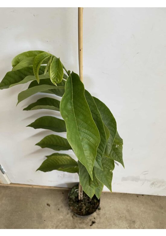 Kleiner Indianerbanane - Pawpaw | Asimina triloba