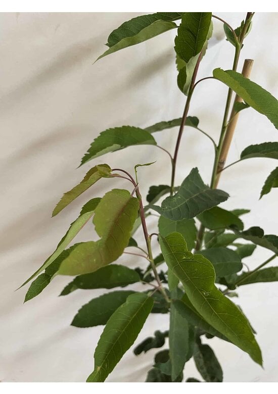 Kleiner Felsenbirne 'Robin Hill' | Amelanchier arborea 'Robin Hill'