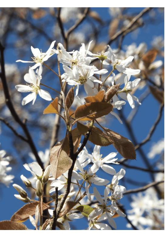 Kleiner Felsenbirne 'Robin Hill' | Amelanchier arborea 'Robin Hill'