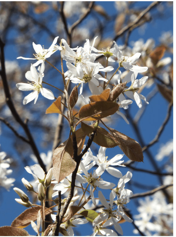 Kleiner Felsenbirne 'Robin Hill' | Amelanchier arborea 'Robin Hill' Kleiner Felsenbirne 'Robin Hill' | Amelanchier arborea 'Robin Hill'