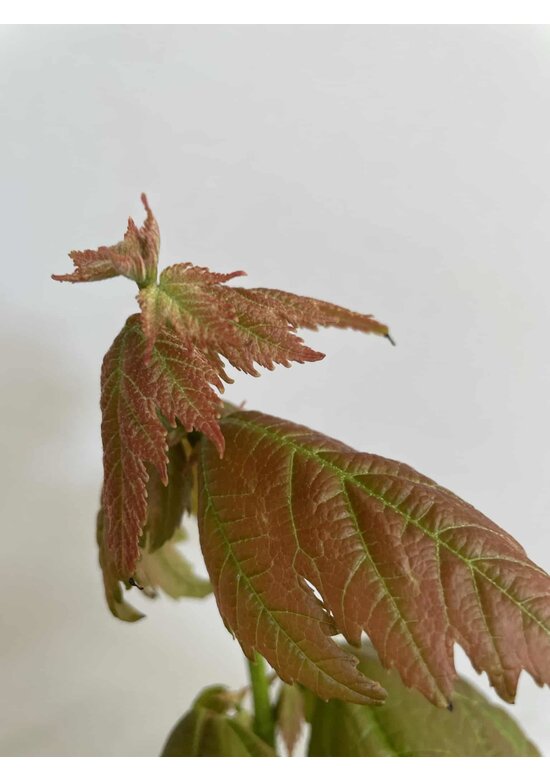 Kleiner Rotahorn 'Red Sunset' | Acer rubrum 'Red Sunset'