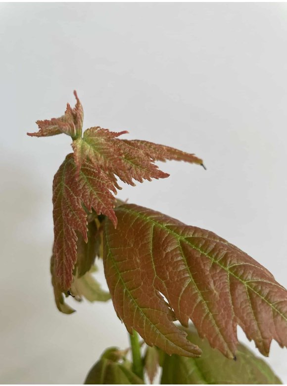 Kleiner Rotahorn 'Red Sunset' | Acer rubrum 'Red Sunset' Kleiner Rotahorn 'Red Sunset' | Acer rubrum 'Red Sunset'