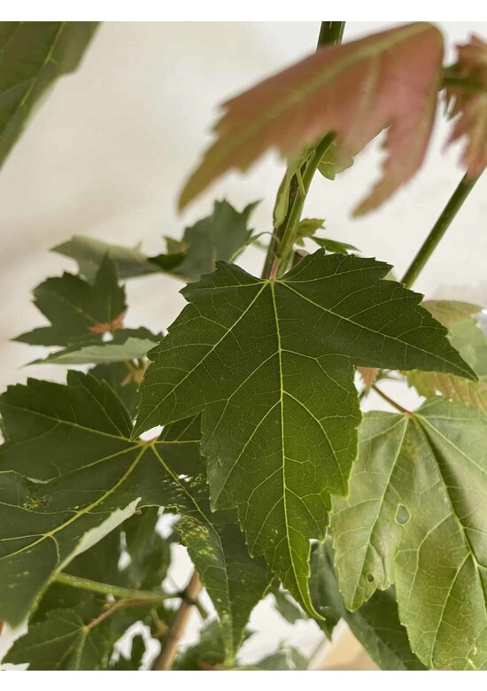 Kleiner Rotahorn 'Red Sunset' | Acer rubrum 'Red Sunset'