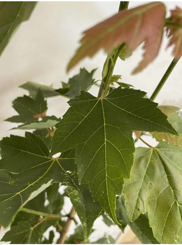 Kleiner Rotahorn 'Red Sunset' | Acer rubrum 'Red Sunset' Kleiner Rotahorn 'Red Sunset' | Acer rubrum 'Red Sunset'