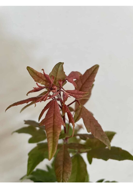 Kleiner Zimtahorn | Acer griseum Kleiner Zimtahorn | Acer griseum