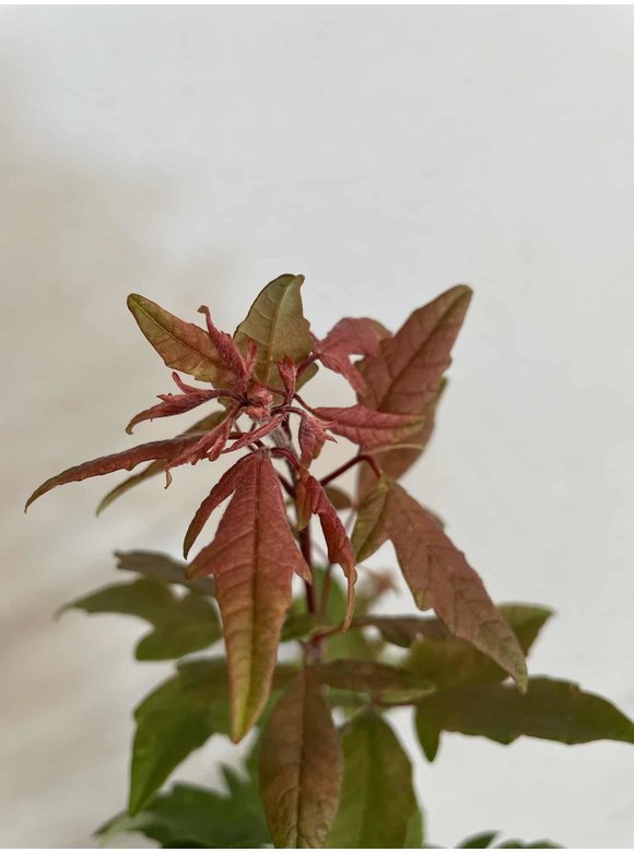 Kleiner Zimtahorn | Acer griseum Kleiner Zimtahorn | Acer griseum