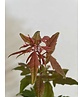 Kleiner Zimtahorn | Acer griseum Kleiner Zimtahorn | Acer griseum
