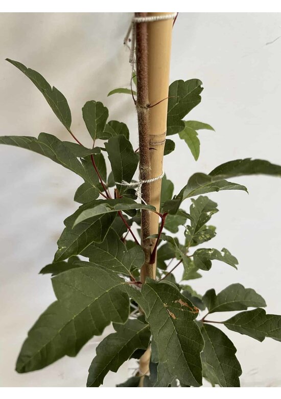 Kleiner Zimtahorn | Acer griseum Kleiner Zimtahorn | Acer griseum