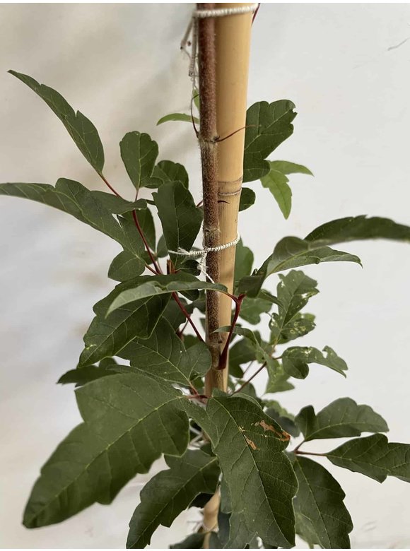 Kleiner Zimtahorn | Acer griseum Kleiner Zimtahorn | Acer griseum