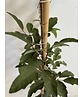 Kleiner Zimtahorn | Acer griseum Kleiner Zimtahorn | Acer griseum