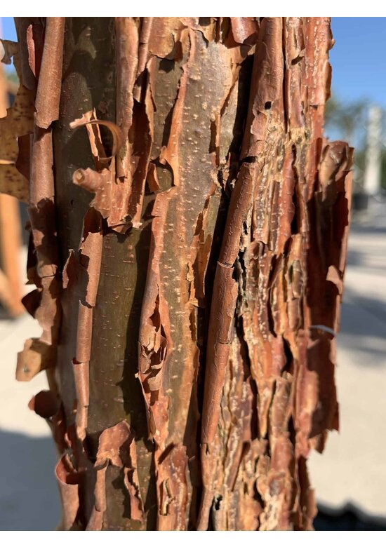 Kleiner Zimtahorn | Acer griseum Kleiner Zimtahorn | Acer griseum