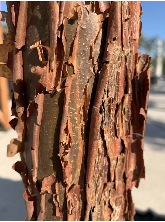Kleiner Zimtahorn | Acer griseum Kleiner Zimtahorn | Acer griseum