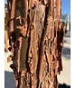 Kleiner Zimtahorn | Acer griseum Kleiner Zimtahorn | Acer griseum