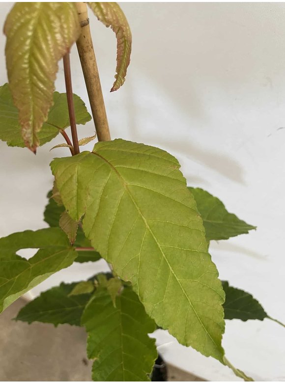 Kleiner Davidsahorn | Acer davidii Kleiner Davidsahorn | Acer davidii