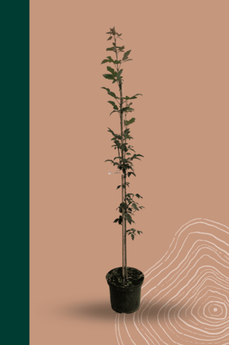 Kleiner Zimtahorn | Acer griseum