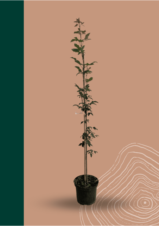 Kleiner Zimtahorn | Acer griseum Kleiner Zimtahorn | Acer griseum